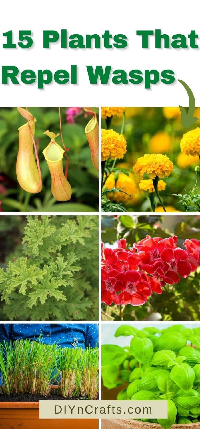 15 perfect plants to repel wasps from your lawn and garden