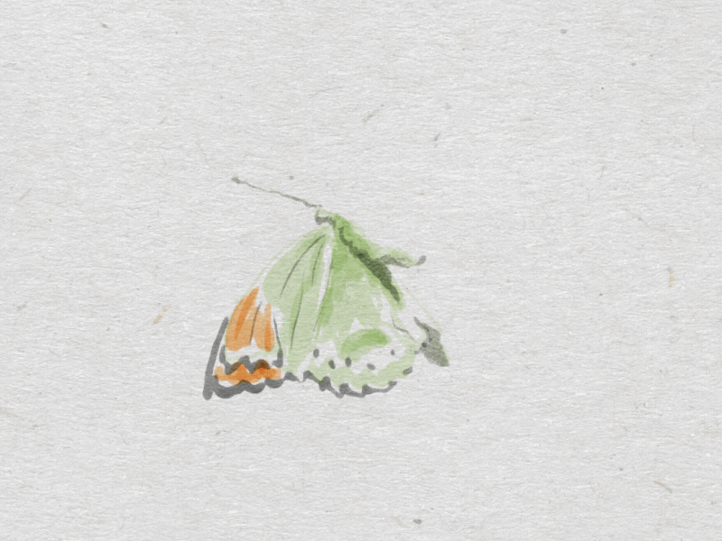 Butterfly in watercolor watercolor painting hello everyone,. Watercolor Butterfly By Sydney St Clare On Dribbble