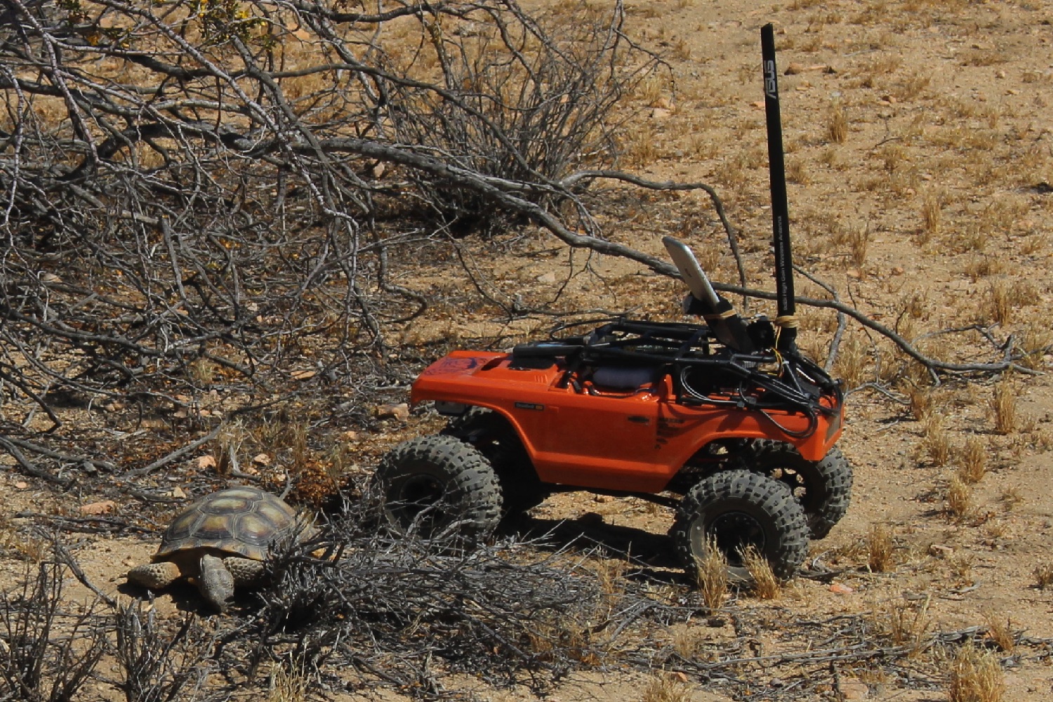 hardshell labs desert tortoises herc and rover 3