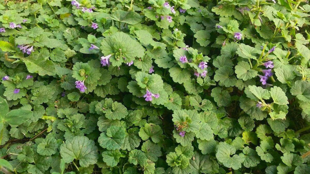 How to kill creeping charlie (and stop them from coming back