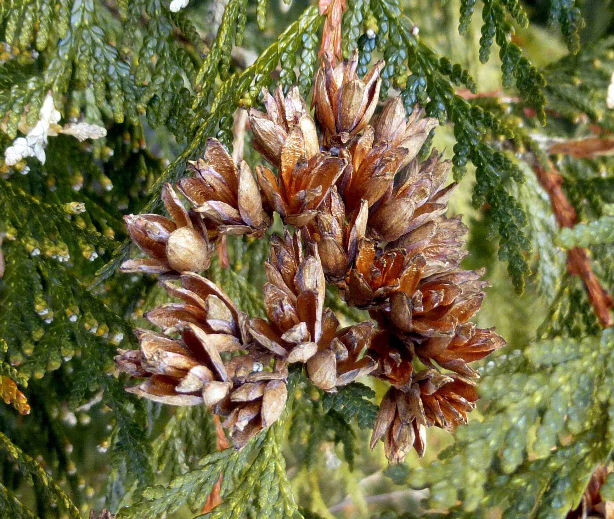 Types of cedar trees with identification guide