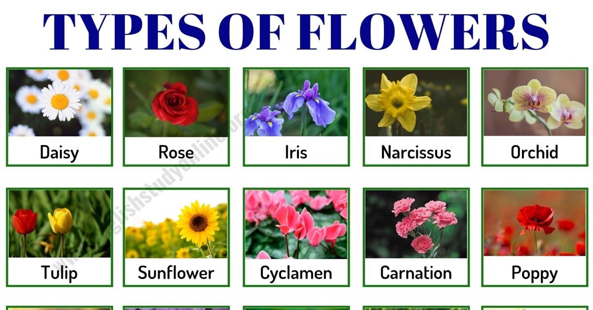 Types of flowers different kinds of flowers with names and pictures eathappyproject 2023 