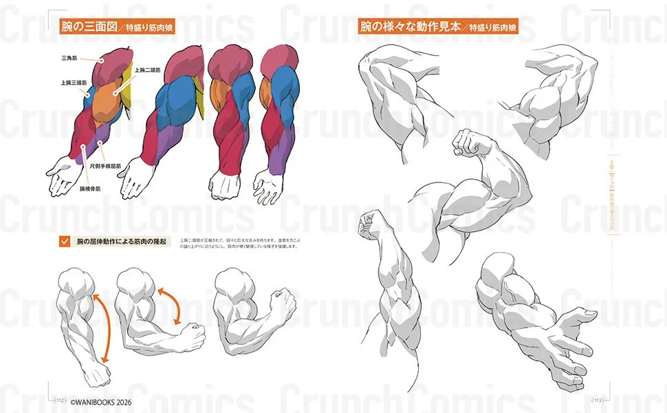 How to Draw Muscle Girls for the First Time 3