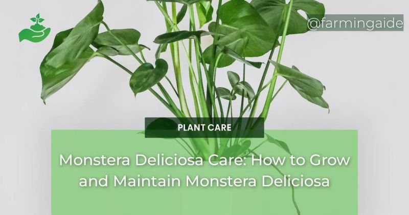 Tips Tricks For Monstera Deliciosa All You Need To - Download Beautiful Abstract Design | Ultra HD