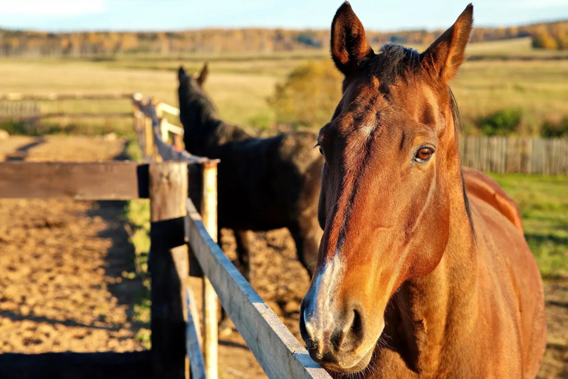 Psyllium husks for horses