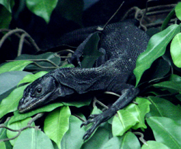 Black Tree Monitor Varanus Beccarii Reptiletalk Net