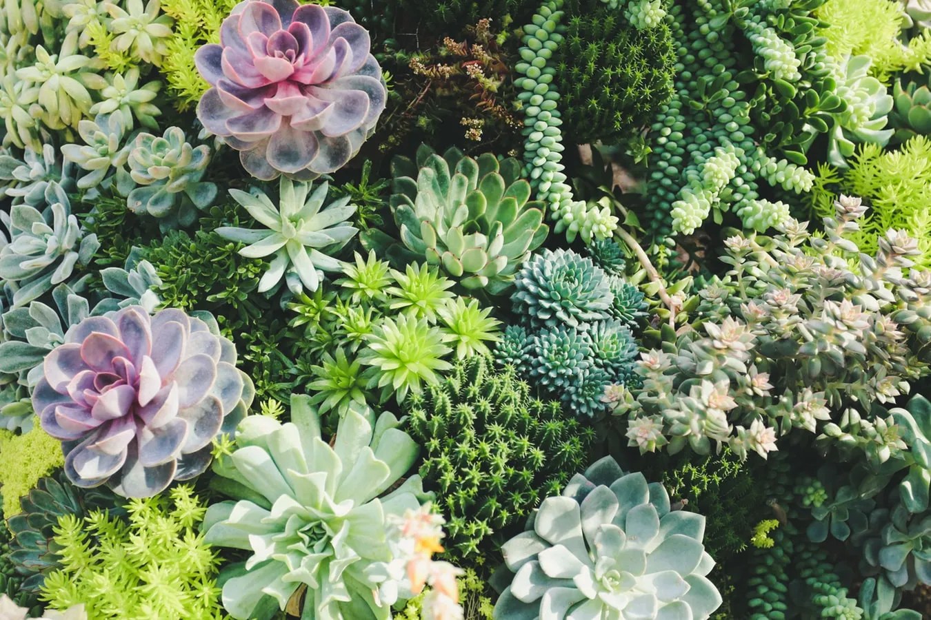 Read gardening tips and learn how to plan and care for a vari. Colorado Cactus Succulent Society Community Resource Directory
