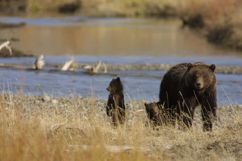 Silver Gate Private Yellowstone Lamar Valley Wildlife Tour 146 