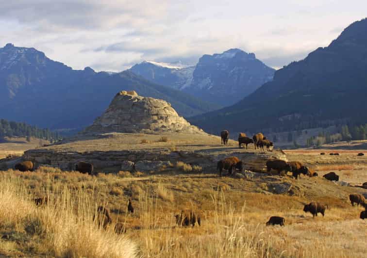 Silver Gate Private Yellowstone Lamar Valley Wildlife Tour 146 