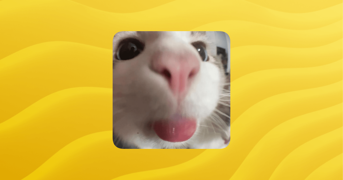 Cats Members Guilded - Download Professional Ocean Art | Full HD