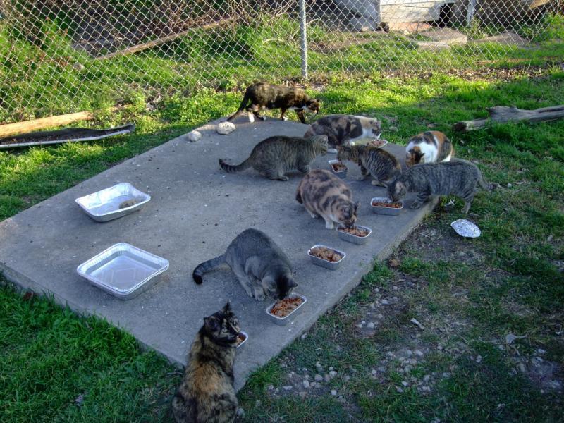 Free feral cat spay/neuter san antonio. San Antonio Feral Cat Coalition Reviews And Ratings San Antonio Tx Donate Volunteer Review Greatnonprofits
