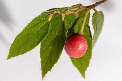 Daut Kersen untuk Obat Diabetes, Benarkah Efektif? | Hello Sehat