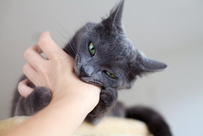 Terapi empiema pleura dengan infeksi klebsiella pneumonia pada kucing. Mengenal Bahaya Dan Cara Pertolongan Pertama Digigit Kucing Hello Sehat