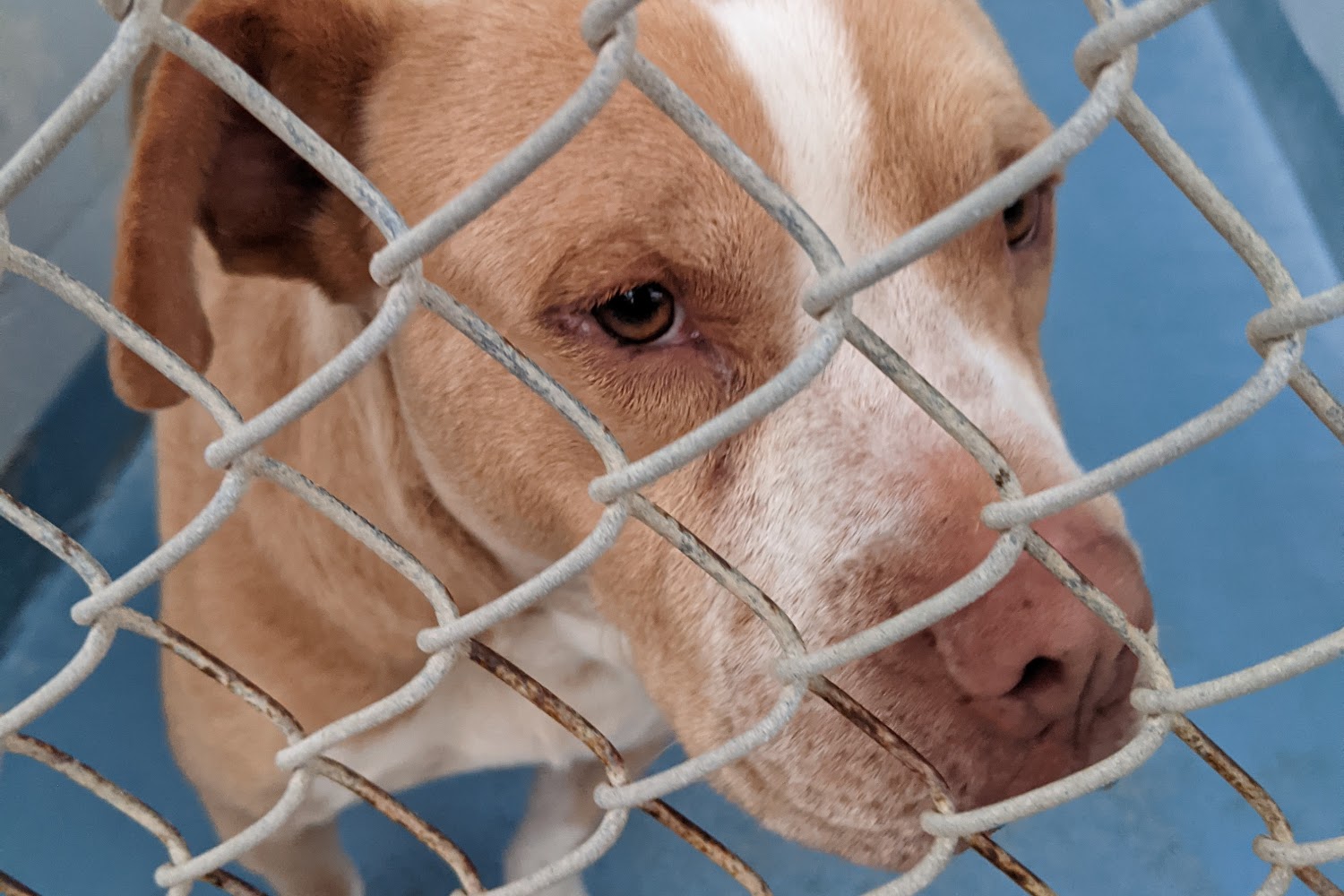 Animal shelter in gainesville, fl