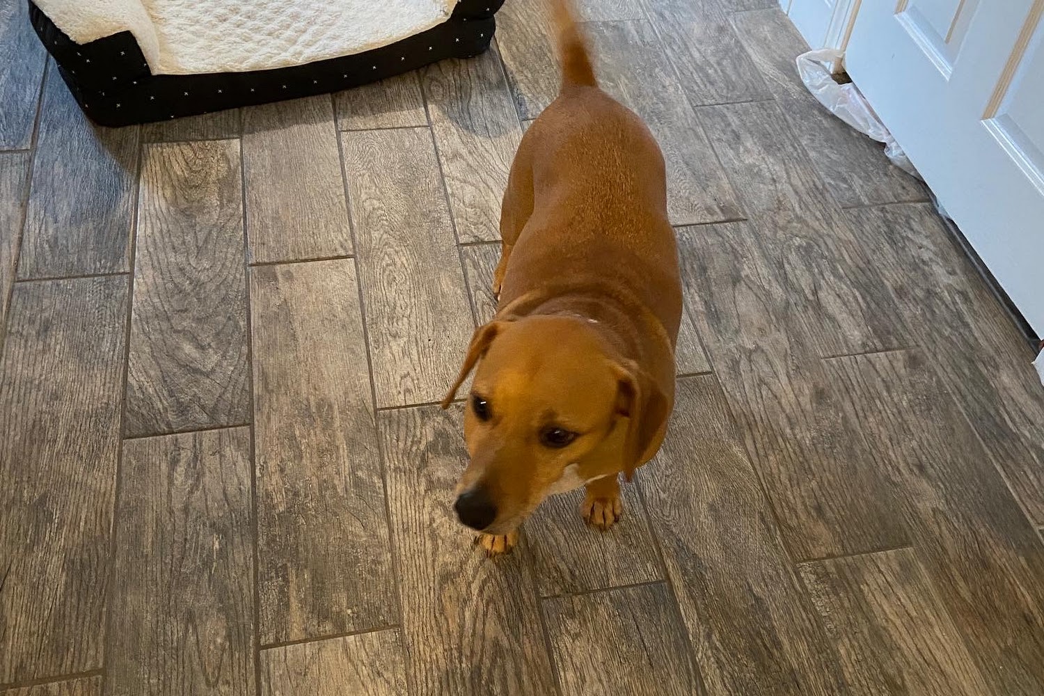 Animal shelter in brockton, ma