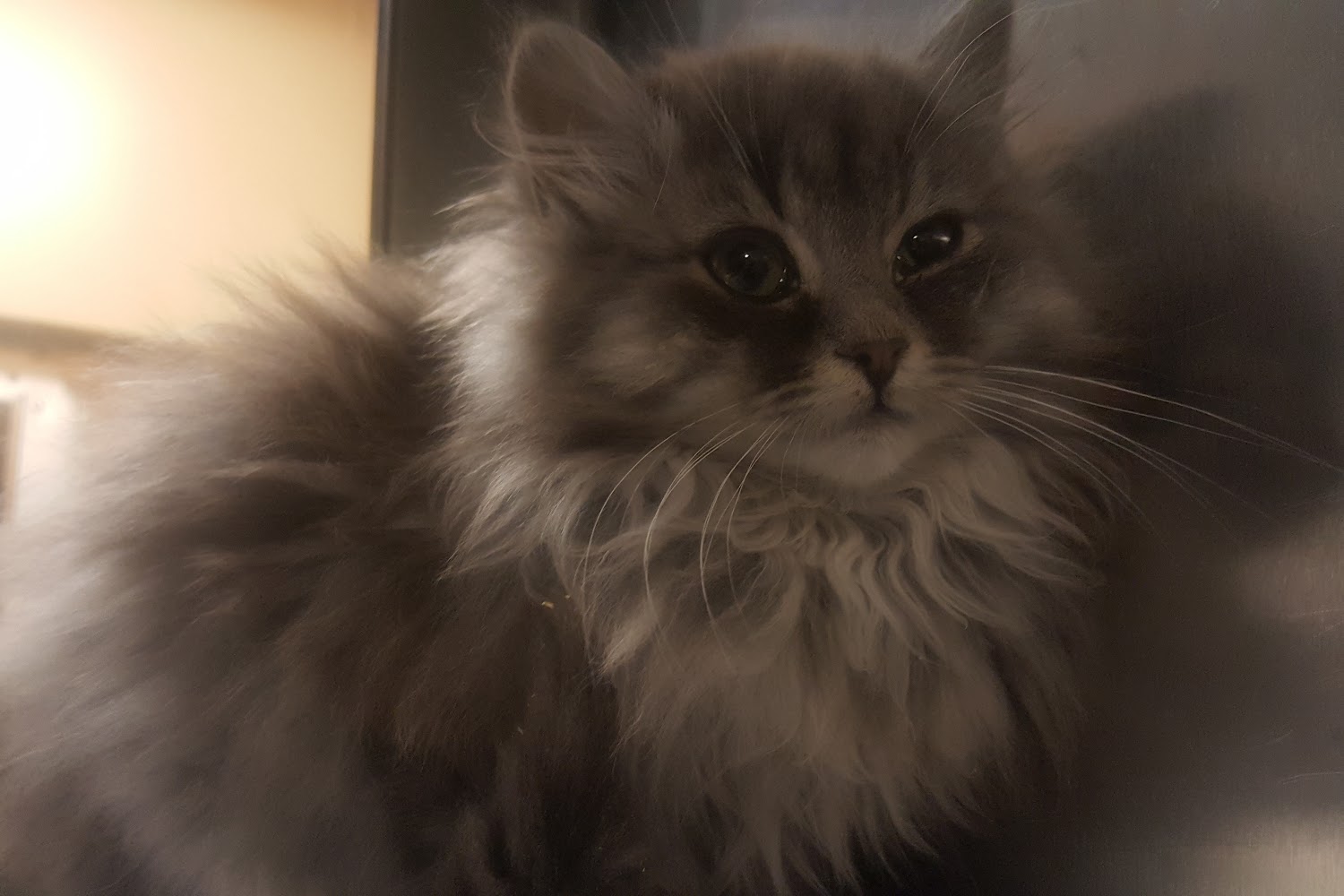 Animal shelter in wichita, ks