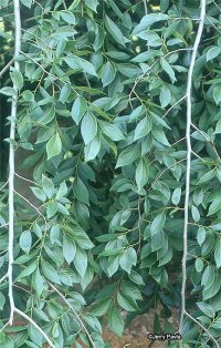 Hackberry Celtis Occidentalis Learning Stations At Ariel Foundation Park
