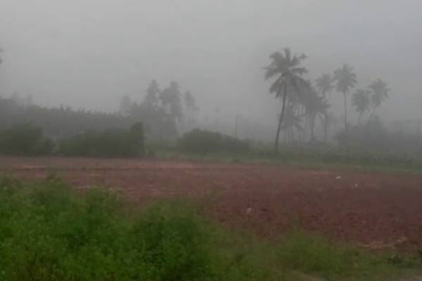 யாழில் கொட்டித்தீர்த்த மழை; வெள்ளக்காடான விவசாய நிலங்கள் | Havy Rain In Jaffna