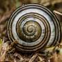 Fibonacci Sequence In Nature Images - Archikoti