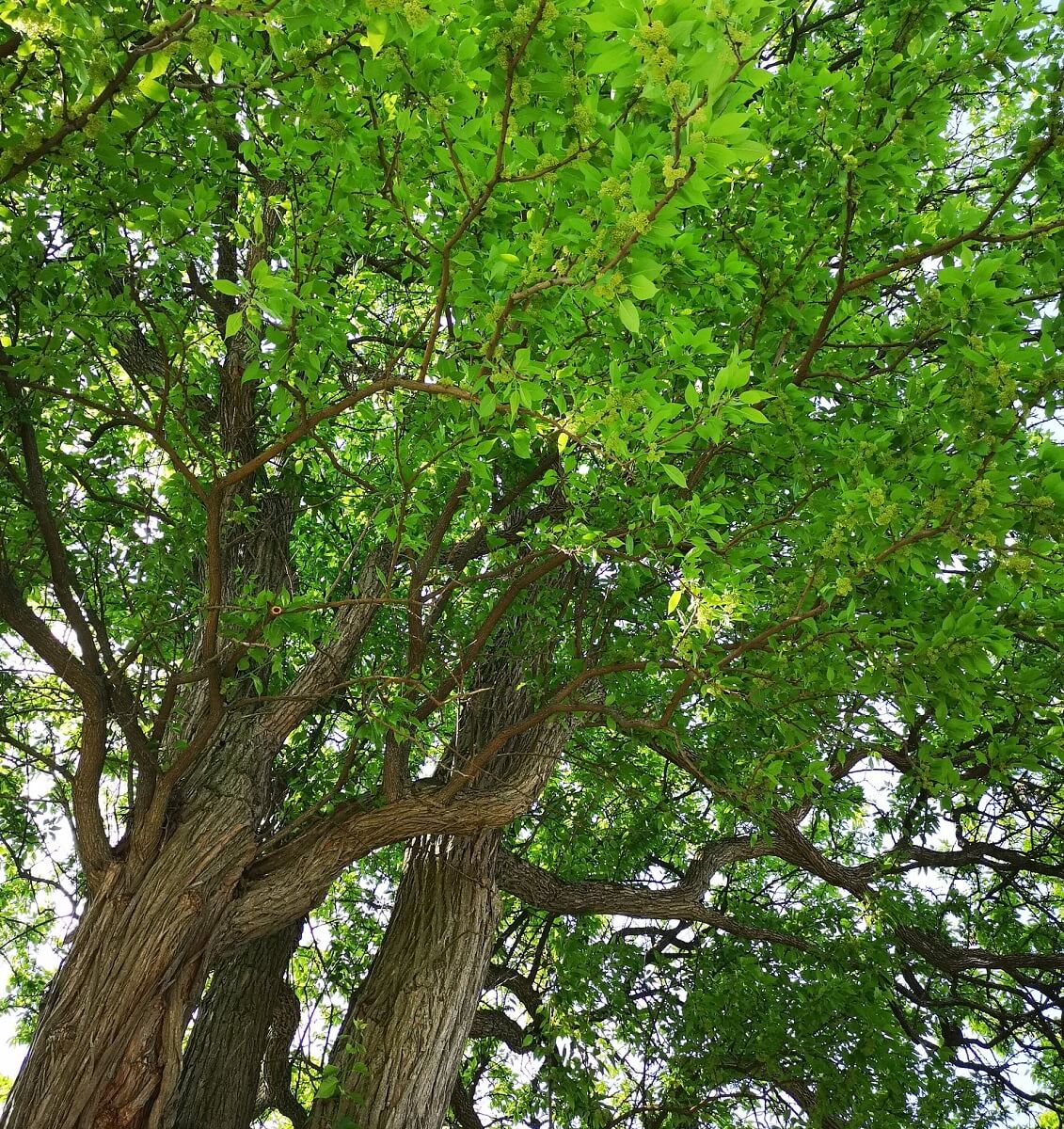 256 Osage Orange Tree Photos Free Royalty Free Stock Photos From Dreamstime