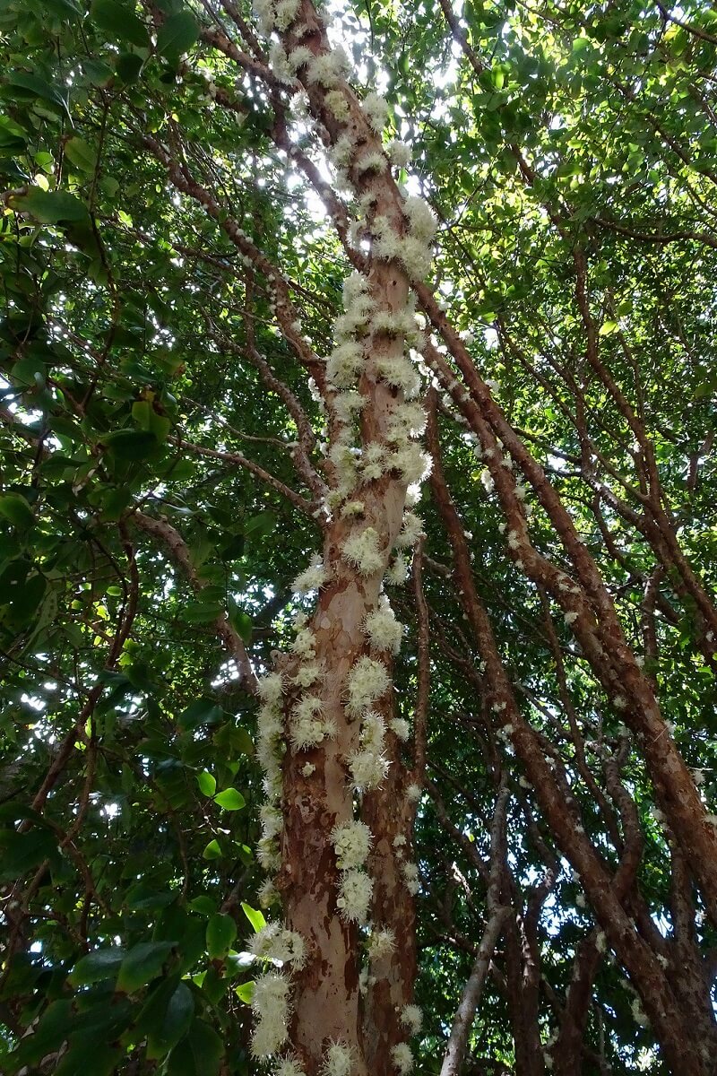 Brazilian Grape Tree Jaboticaba Jabotica Jabuti By Carina Lemos Araujo