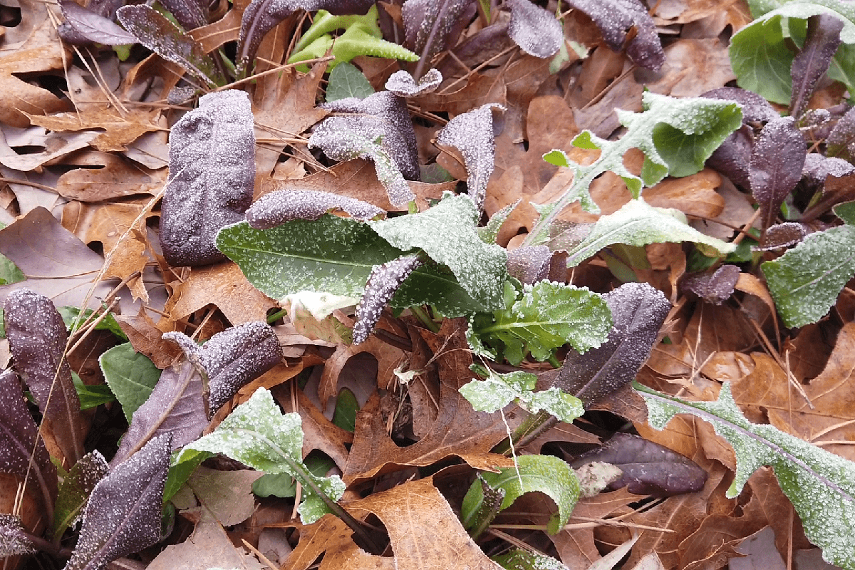 How to protect plants from frost: 12 clever methods that work • insteading