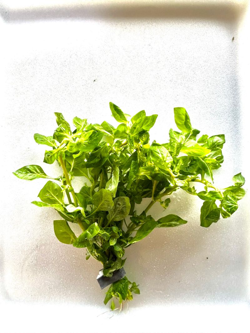 Java Fern Microsorum Pteropus Lead Bunch Java Plants - Desktop Nature Pictures for Desktop