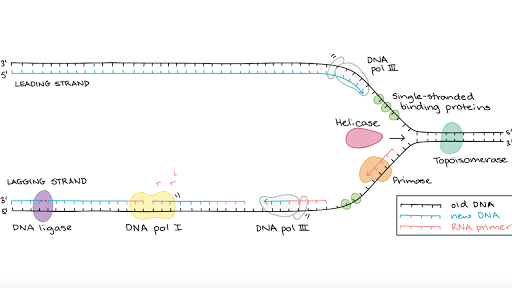 Dna Ligase Replication Fork - Mecanismos moleculares de la replicación del ADN (artículo ...