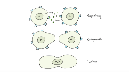 Eyespot Biology Britannica Information can be sent from a.