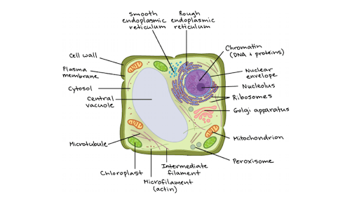 Looking for resources for your 7th grader? Structure Of A Cell Biology Library Science Khan Academy