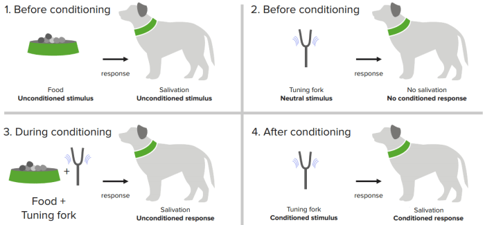 Conditioned Response In Psychology What is a conditioned response in psychology