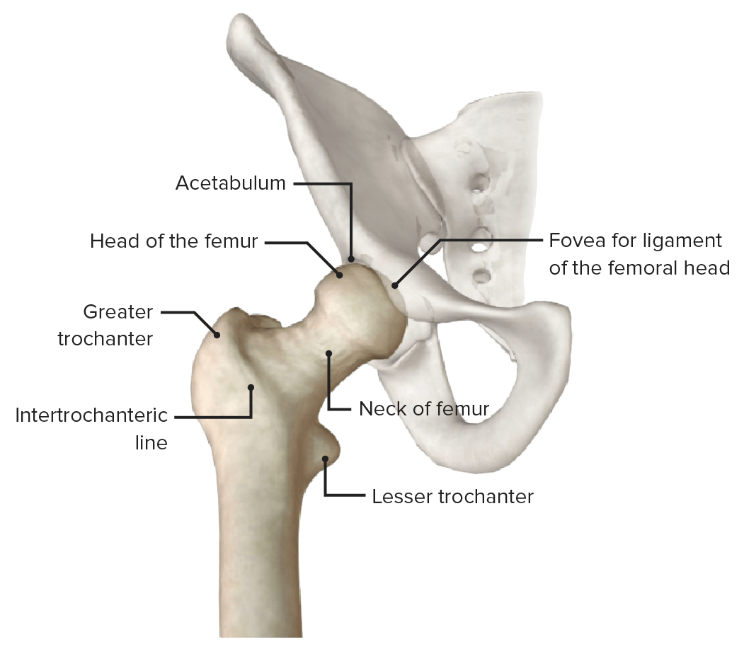 01/01/2019 · the bones of the hip include the femur, the ilium, the ischium, and the pubis. Hip Joint Anatomy Concise Medical Knowledge