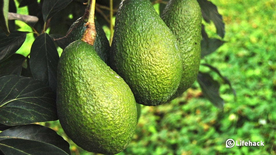 Avocado Trees For Sale How To Grow Avocado Plants At Home