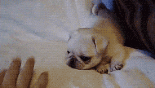 pic Thank You Gif Cute Puppy the pros and cons of getting a pet