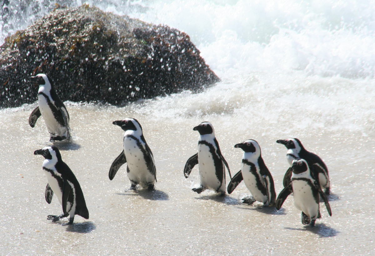 African Pengueni