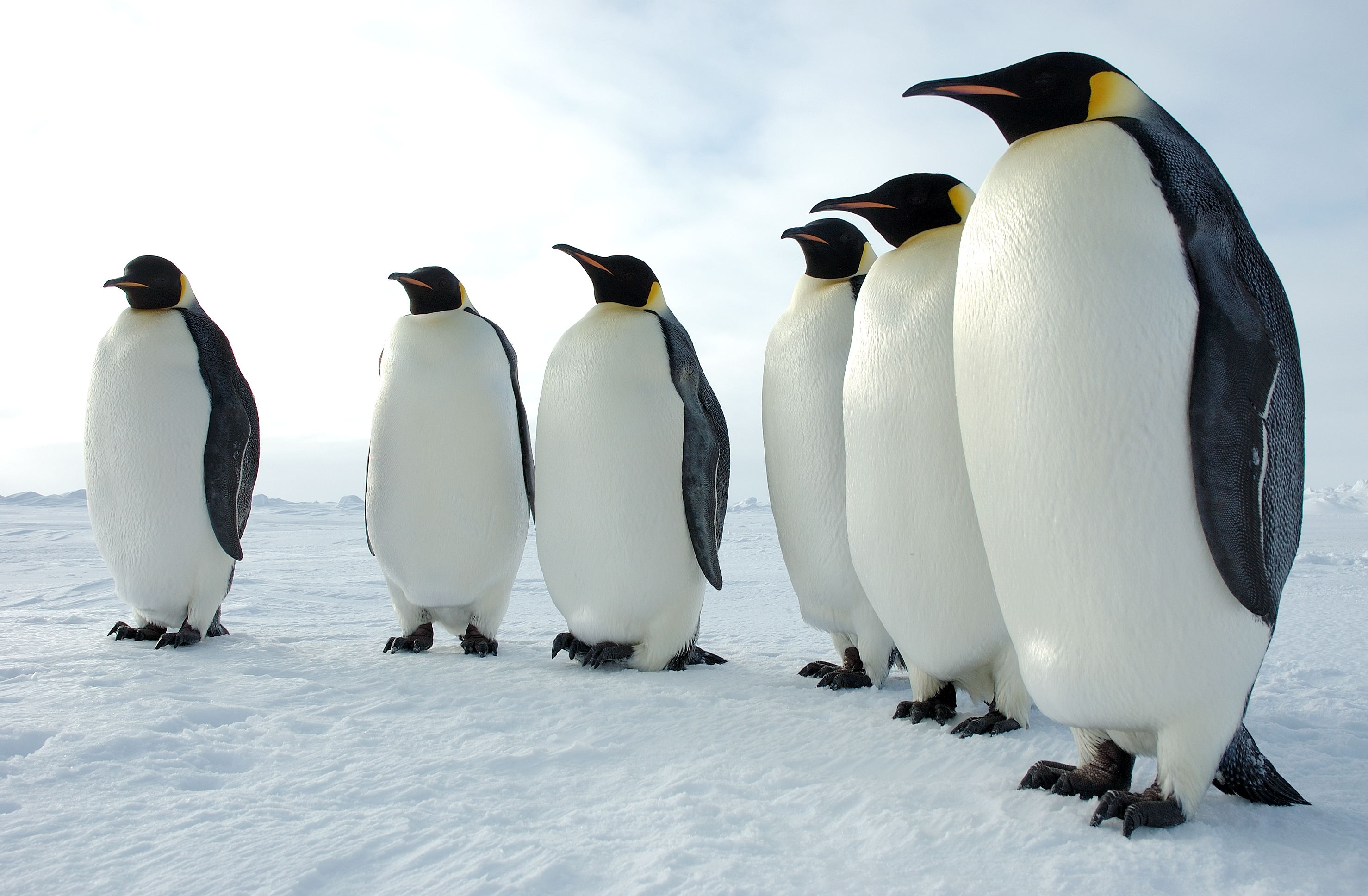 Emperor_Penguins