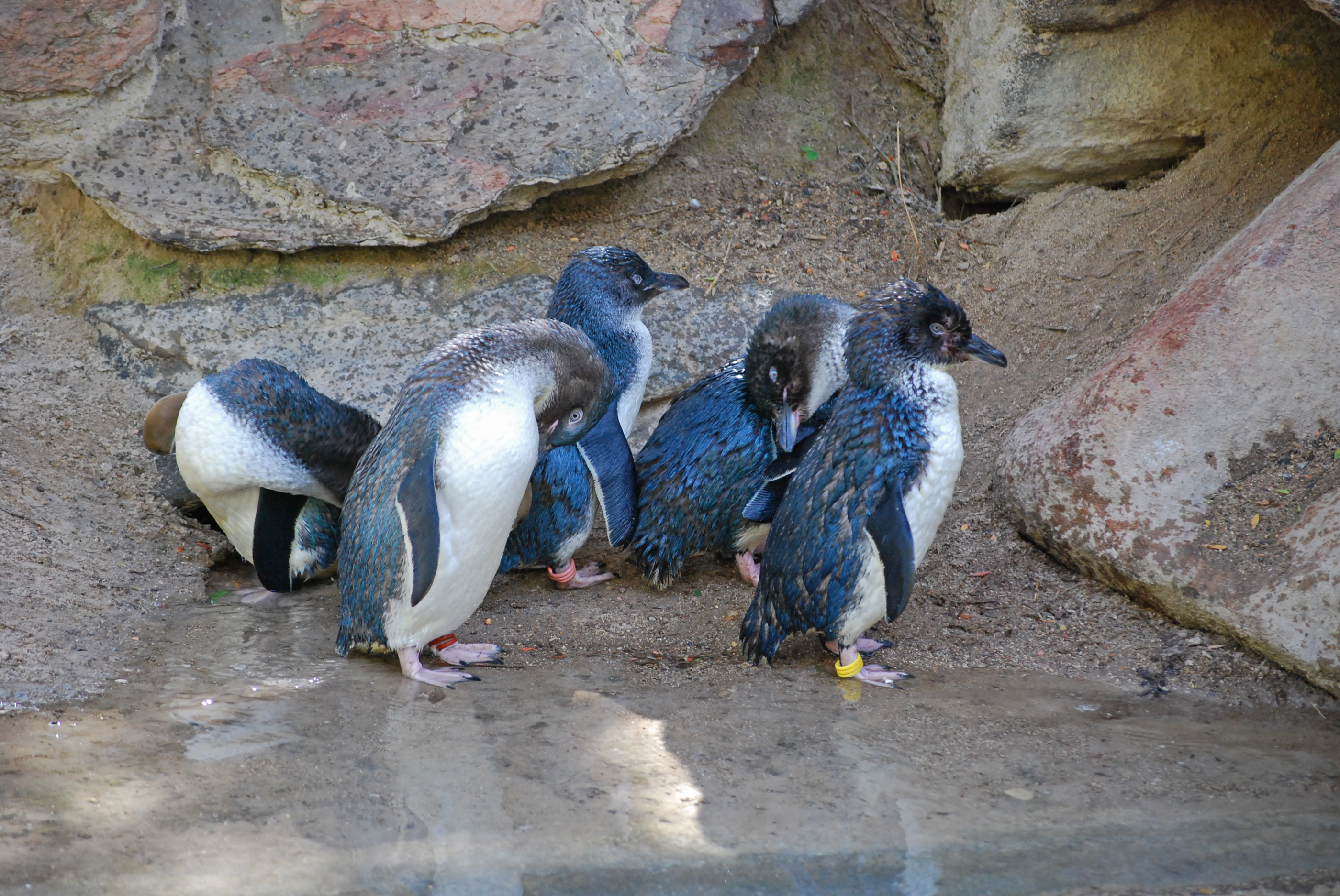 Little_Blue_Penguin
