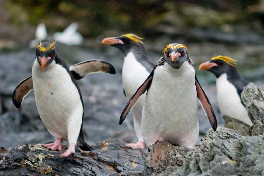 Macoroni Penguin