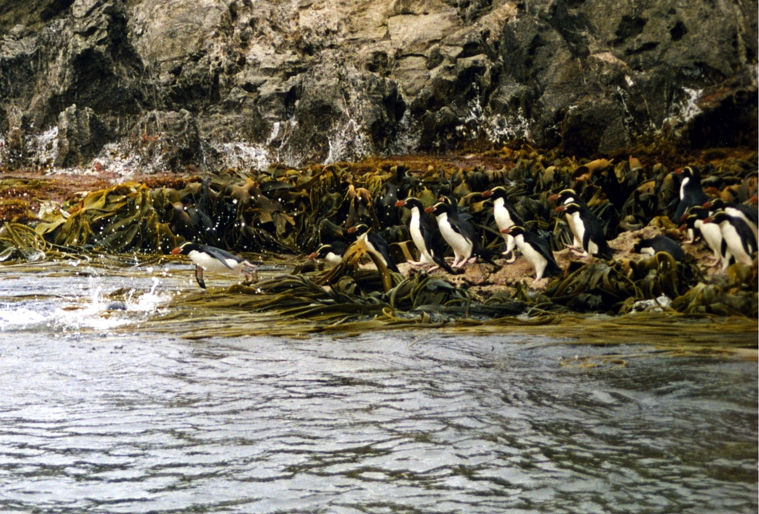 Snares_Penguin