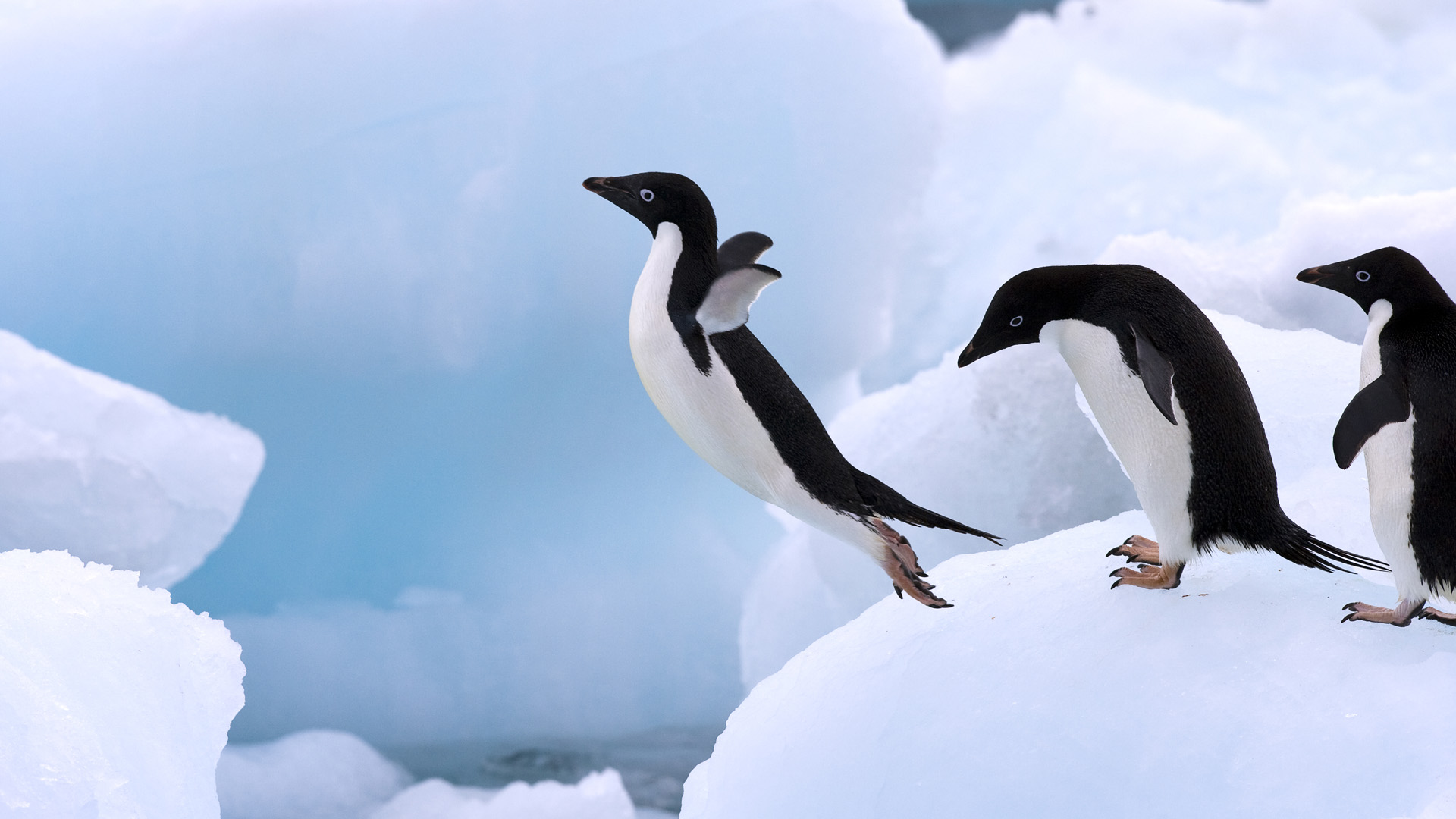 adelie pengueni
