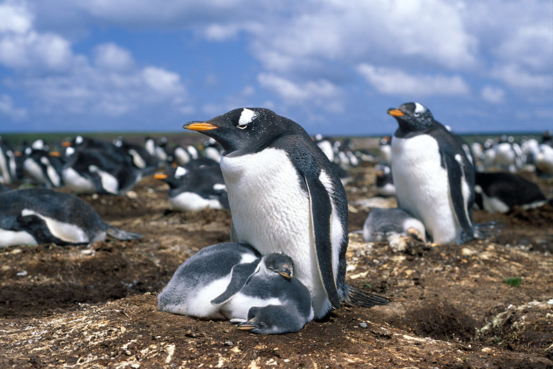 gentoo-penguin