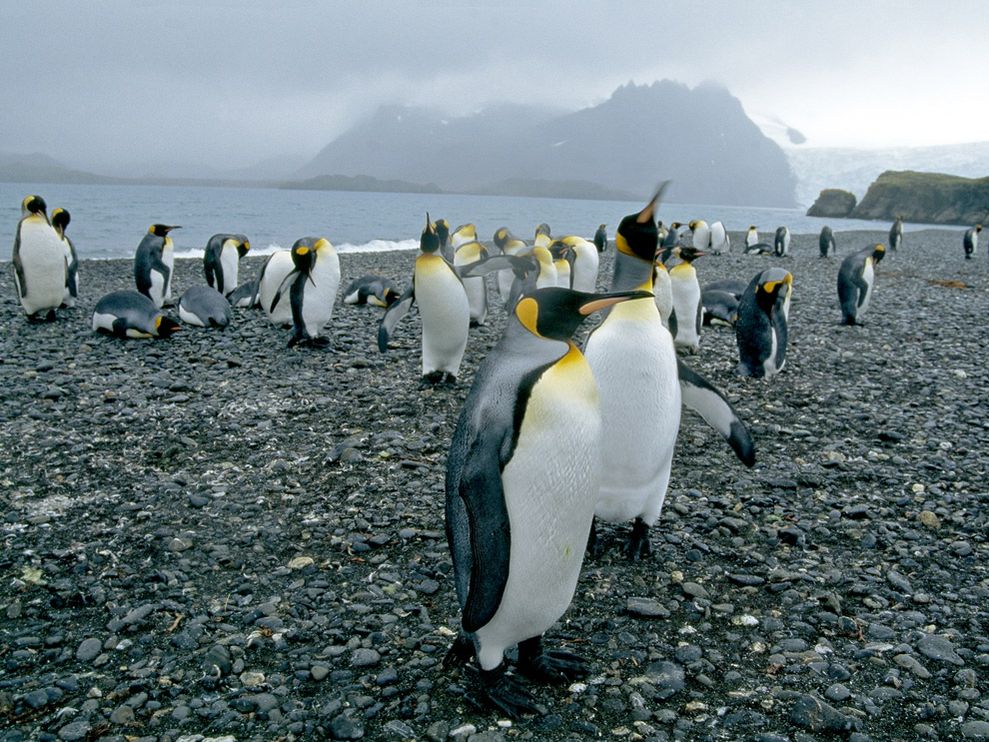 king-penguin-group
