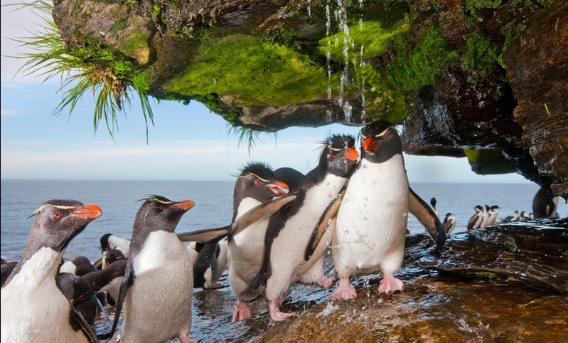 rockhopper