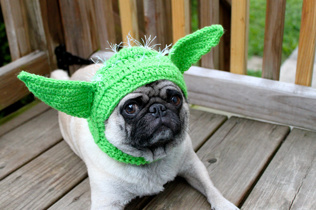 pug with hat