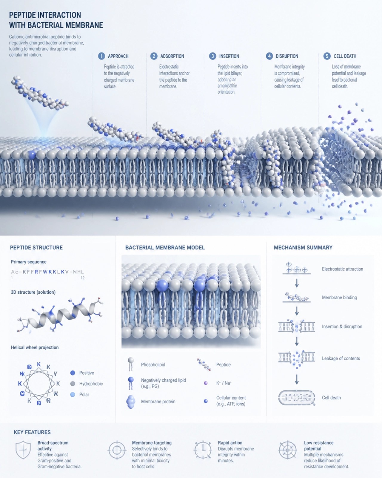 Molecular illustration of LL-37 disrupting bacterial membranes