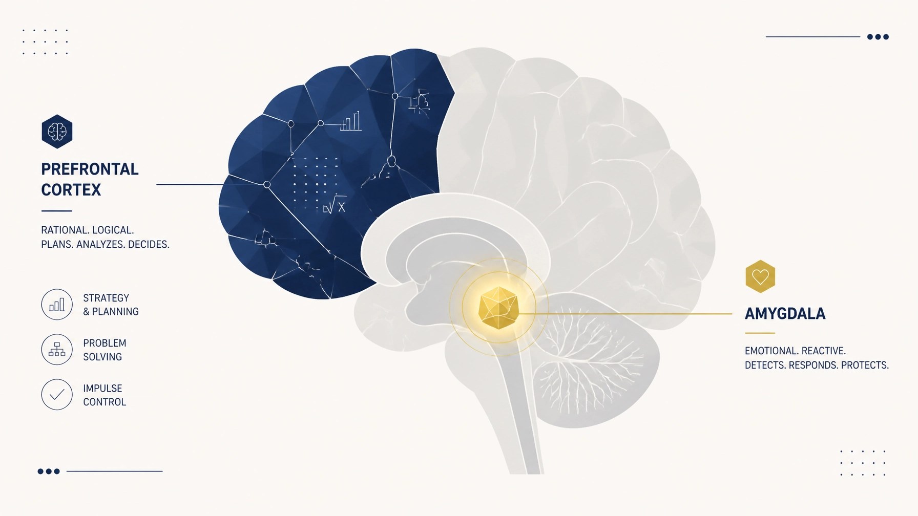 Minimalistic illustration of the prefrontal cortex vs the amygdala