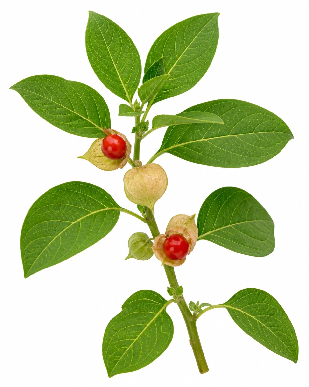 Planta de Ashwagandha con sus hojas y frutos característicos