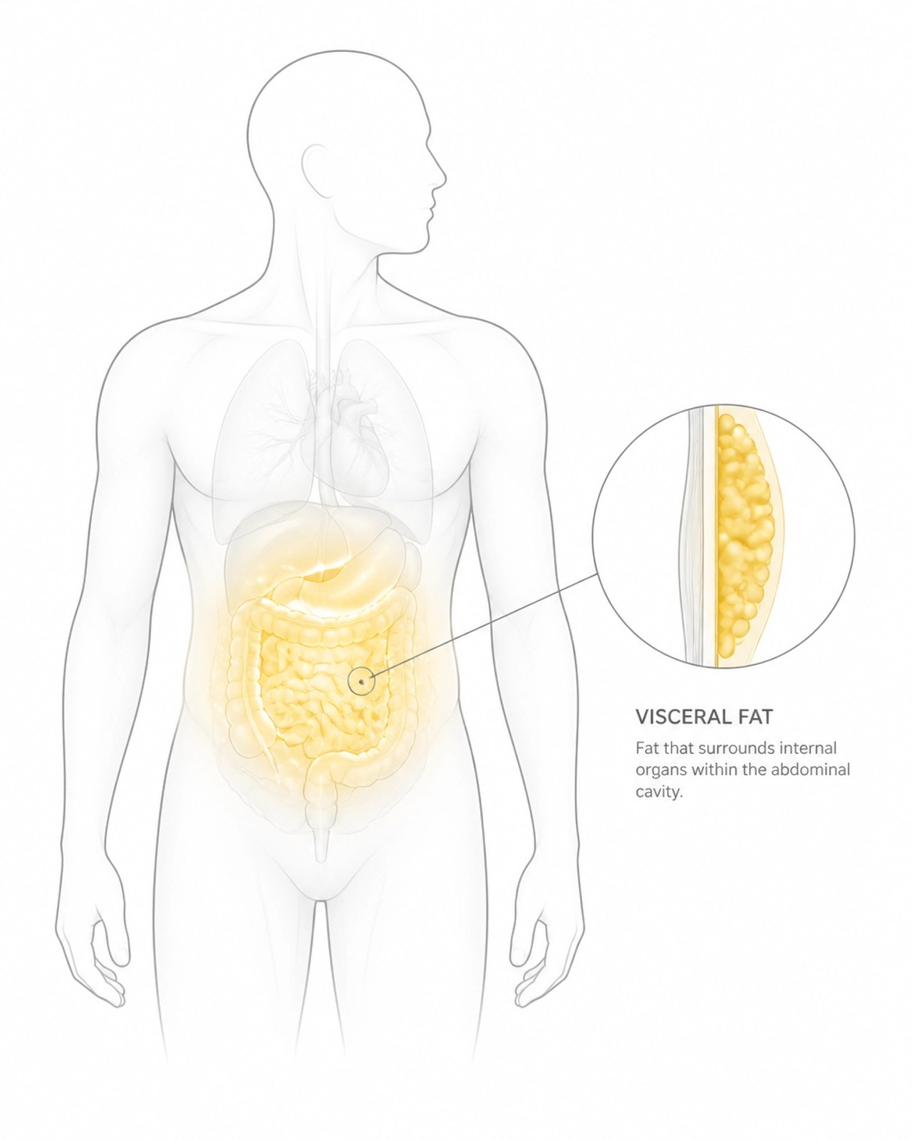 Visceral fat targeting: The unique mechanism of Tesamorelin