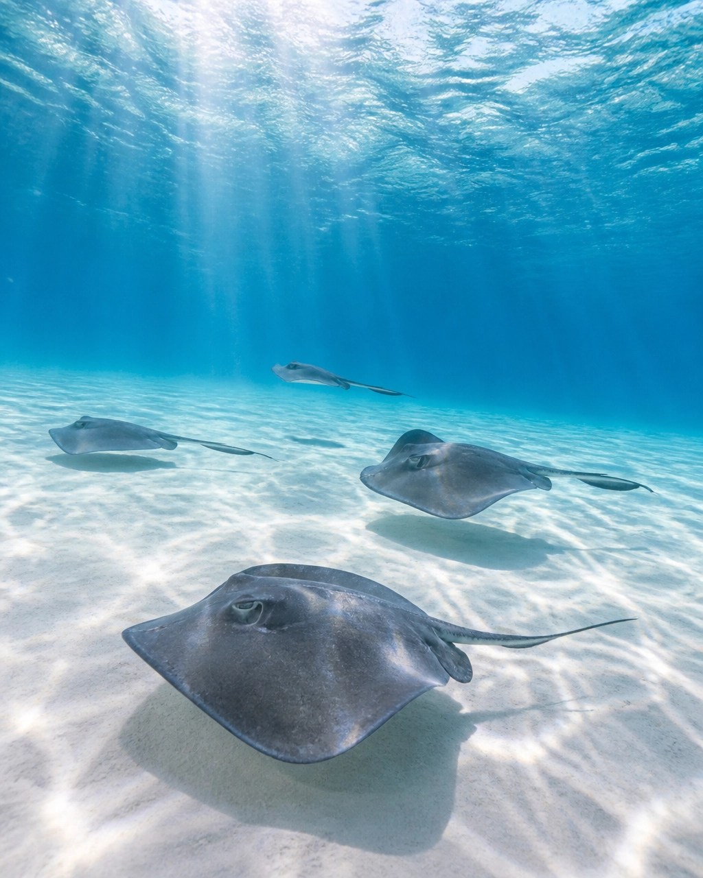 Graceful stingrays gliding over the shallow sandbar at Stingray City