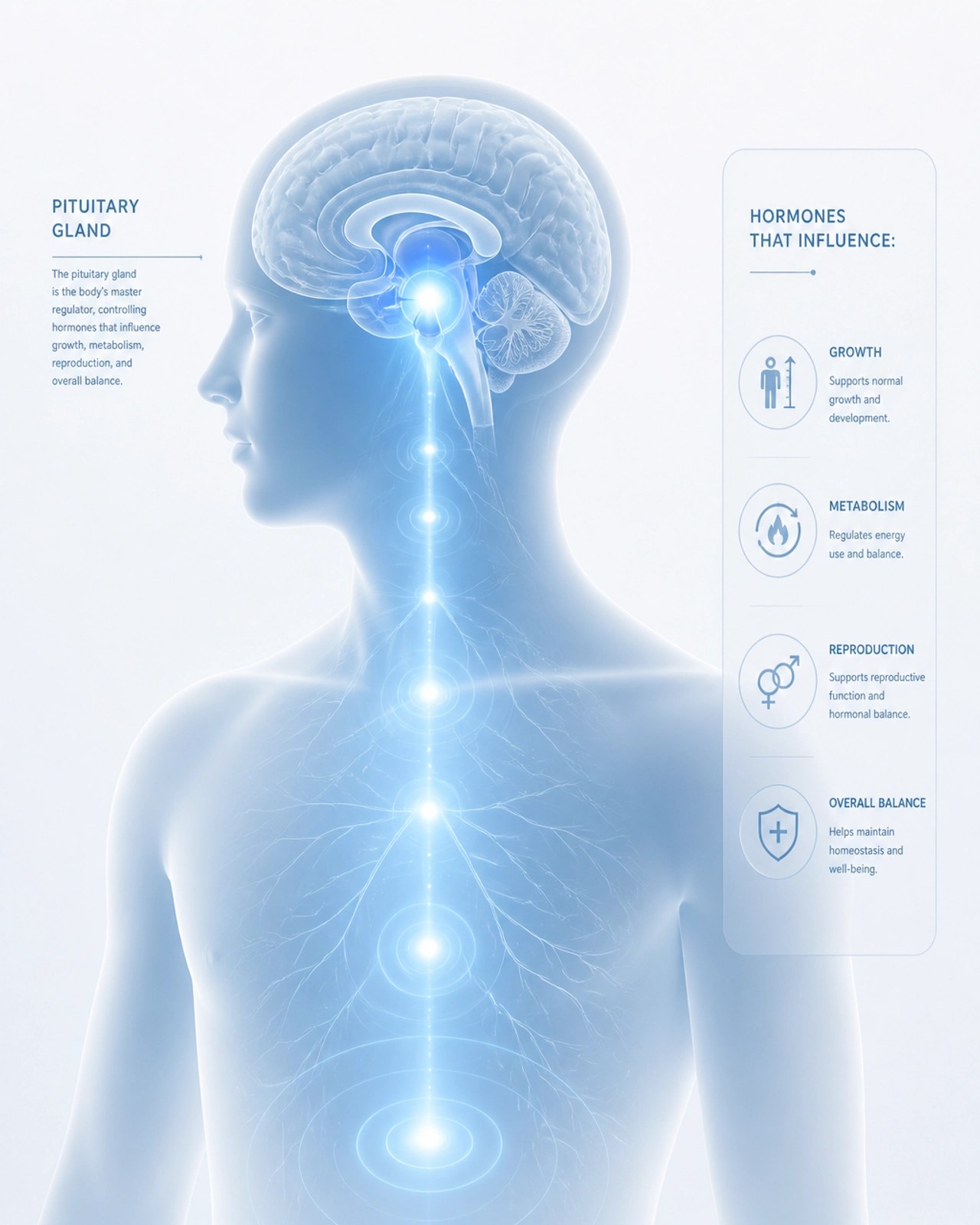 A conceptual scientific illustration of the human silhouette showing a glowing blue core in the pituitary gland.